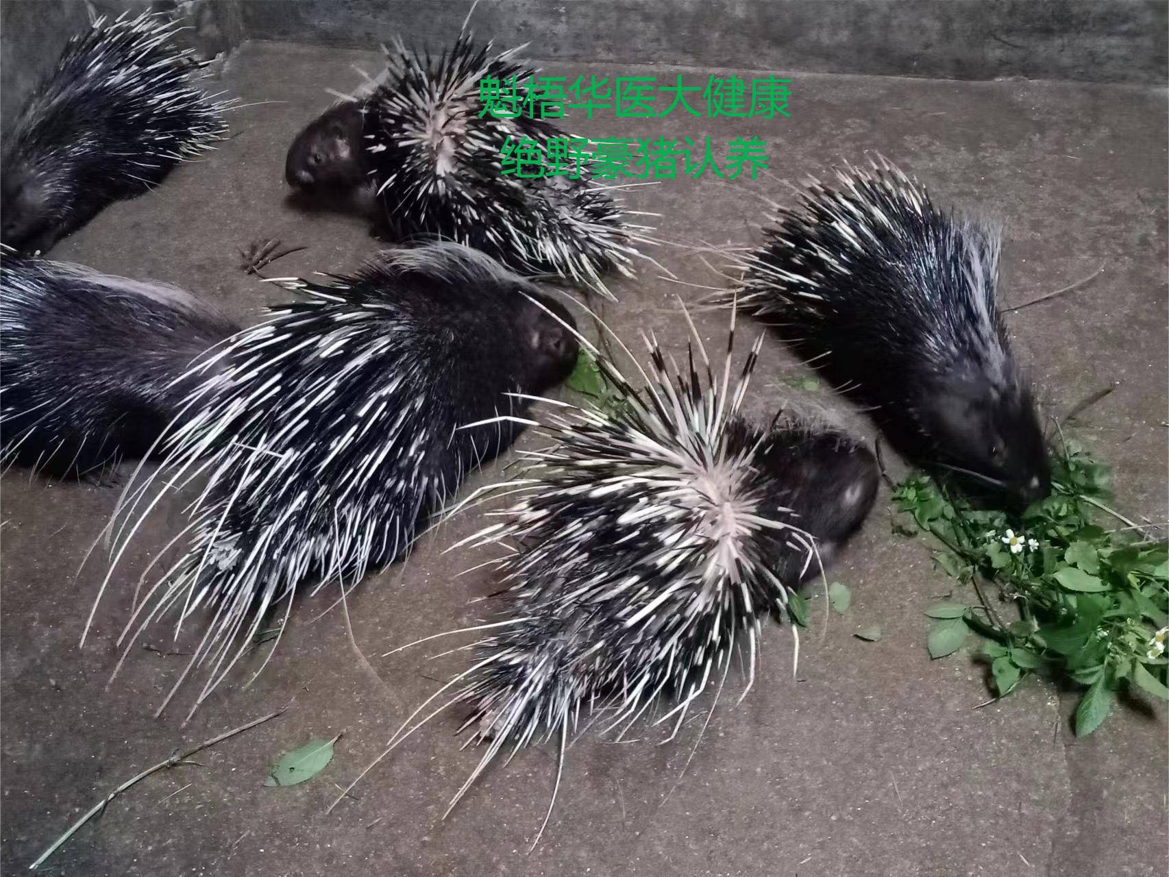 最新豪猪回收商家方法分析(最方便真实的慈溪豪猪卖去什么地方方法)